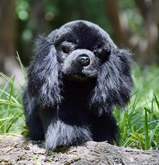 American Cocker Spaniel Dog 10