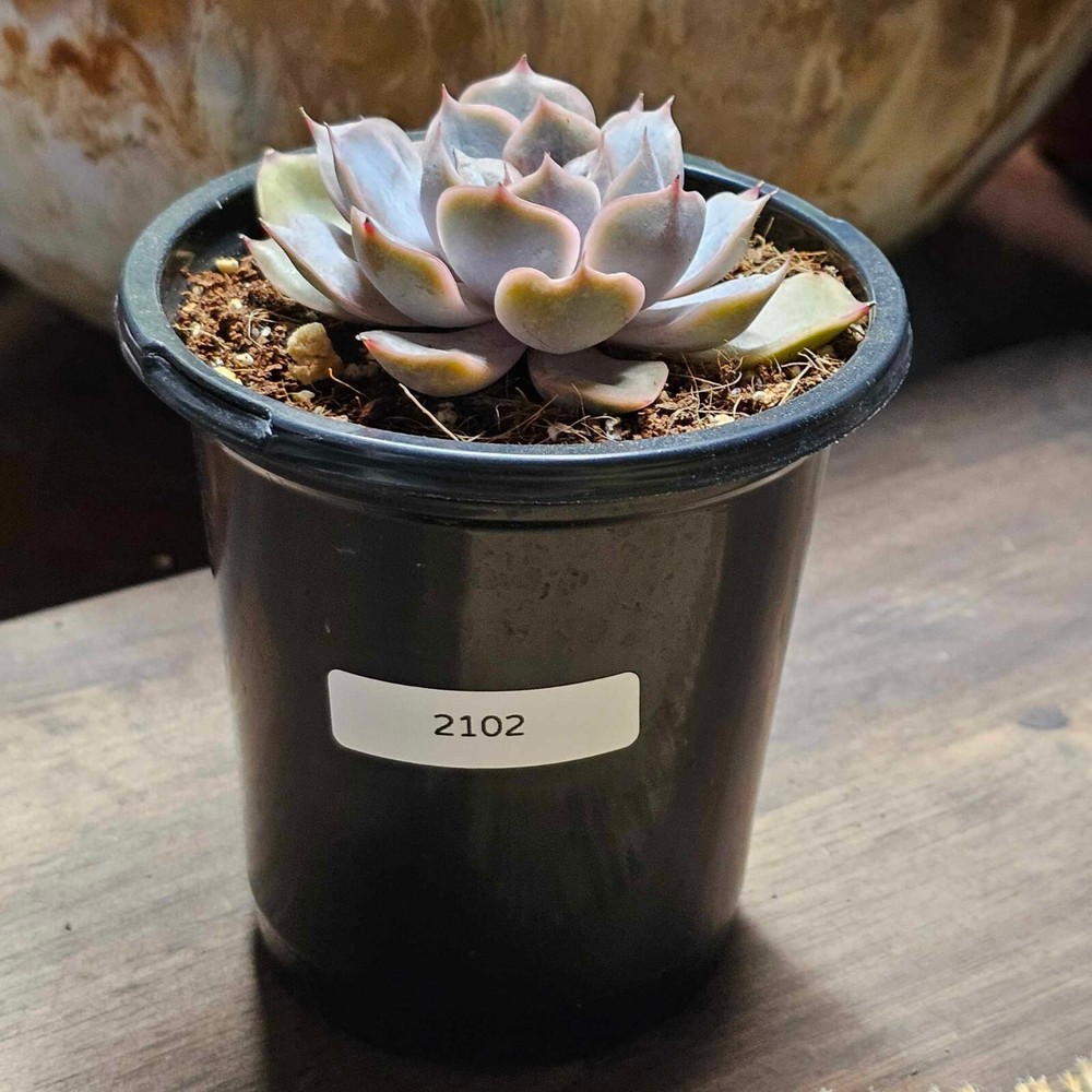 Echeveria 'Orion' in a 4