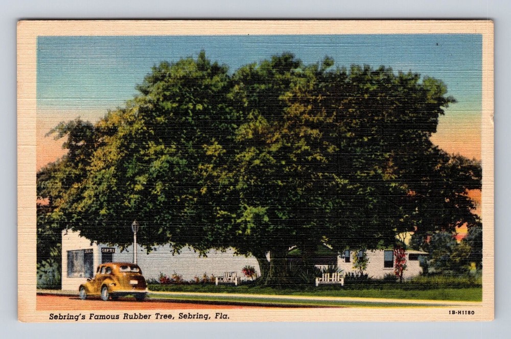 Vintage Postcard of Sebring FL Featuring Kuglers Art Shop and Famous Rubber Tree