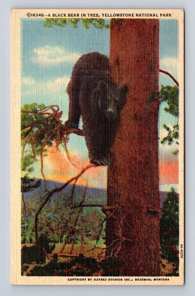 Yellowstone National Park, Black Bear In Tree, Antique, #16348, Vintage Postcard