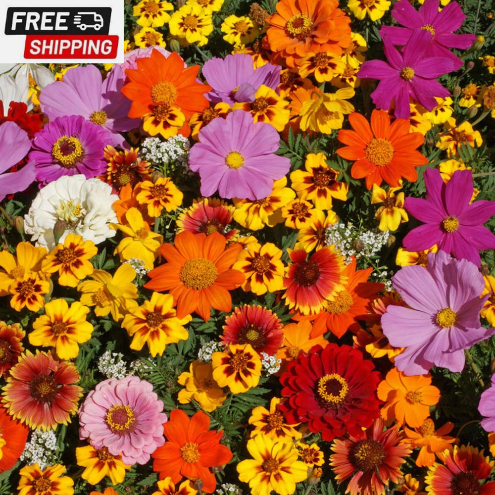 Grow Your Own Vibrant Wild Flower Garden Mixture, Perfect for Bees, Butterflies,