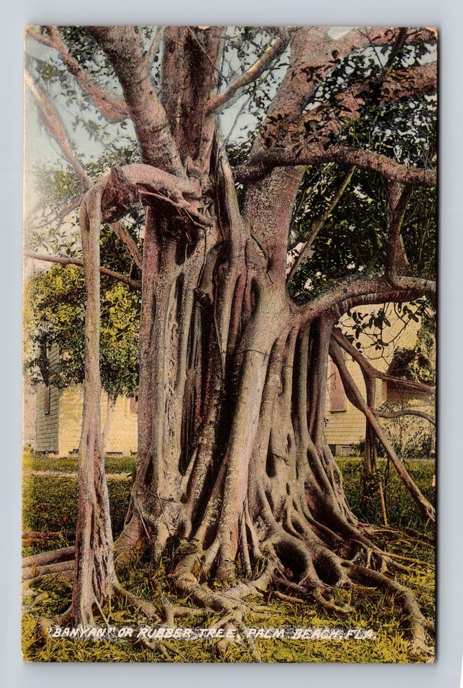 Vintage Palm Beach Florida Banyan Tree Postcard Standard Postal PC