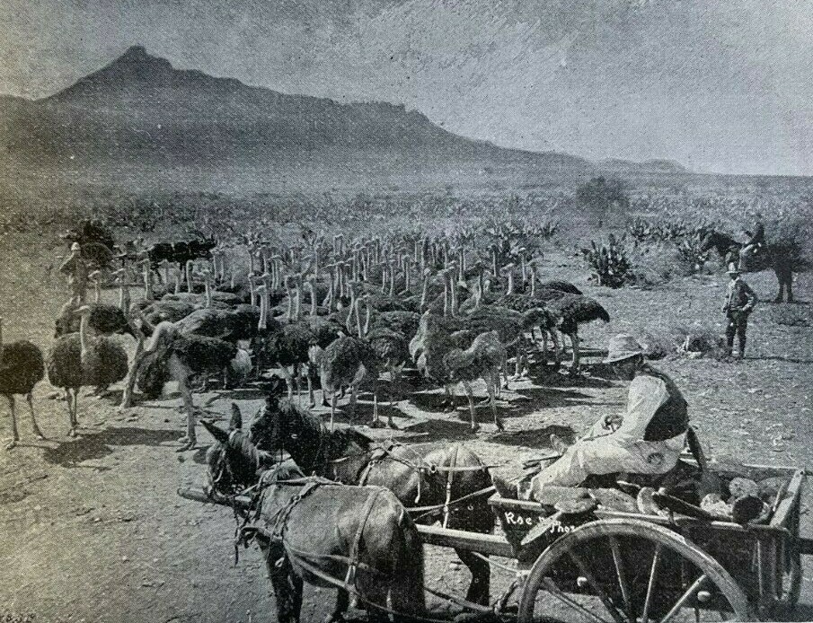 1894 Willows Ostrich Farm Middelsburg Cape Colony South Africa illustrated