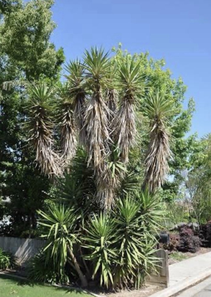 Yucca aloifolia Spanish bayonet Live Plant Drought Resistant Broadleaf 10 gal