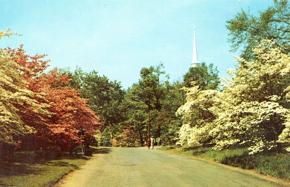 Connecticut Pink & White Dogwood Trees Blooming Spring Postcard