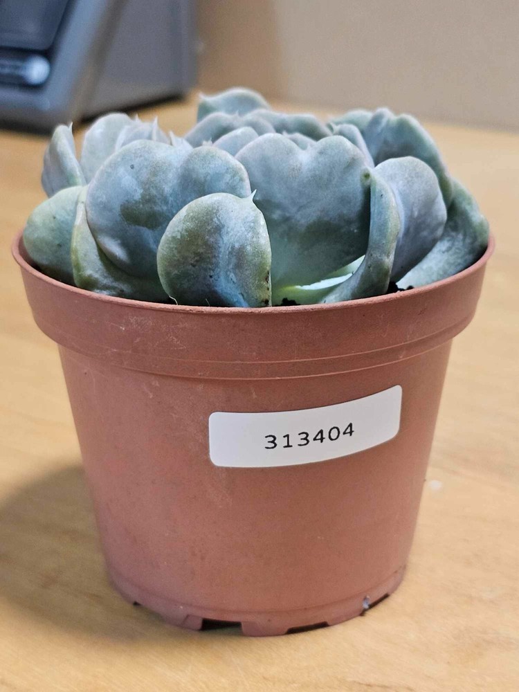 Echeveria Runyoniii 'Topsy Turvy' in a 4