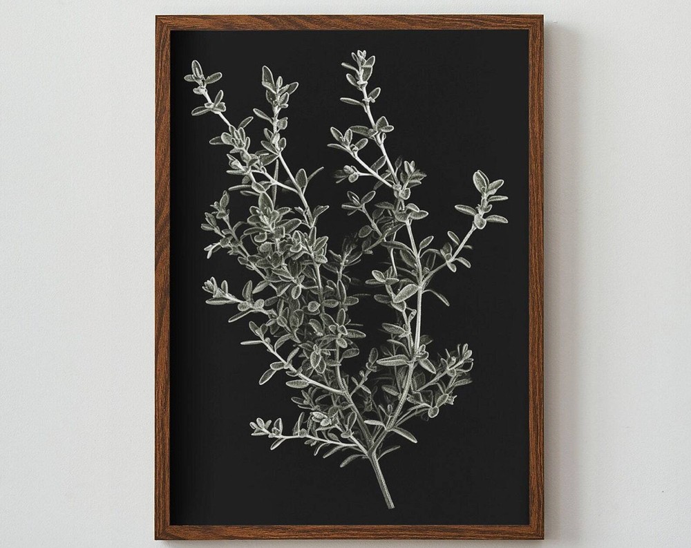 Thyme Illustration Pencil Drawing Print Botanical Poster Print At Home Wall Art