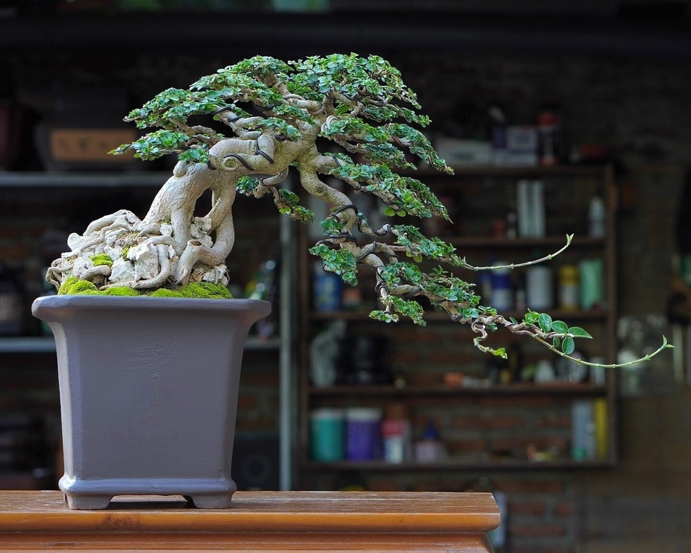 Actual plant Bonsai Premna Microphylla bonsai tree old bonsai contest