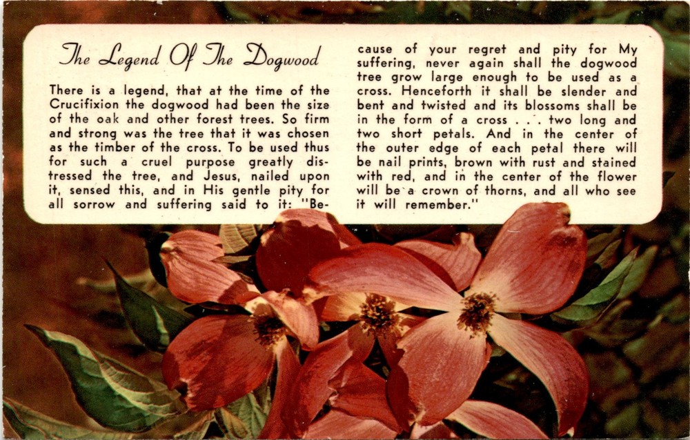 Dogwood Legend Crucifixion Cross Jesus Oak Timber Forest Trees Postcard