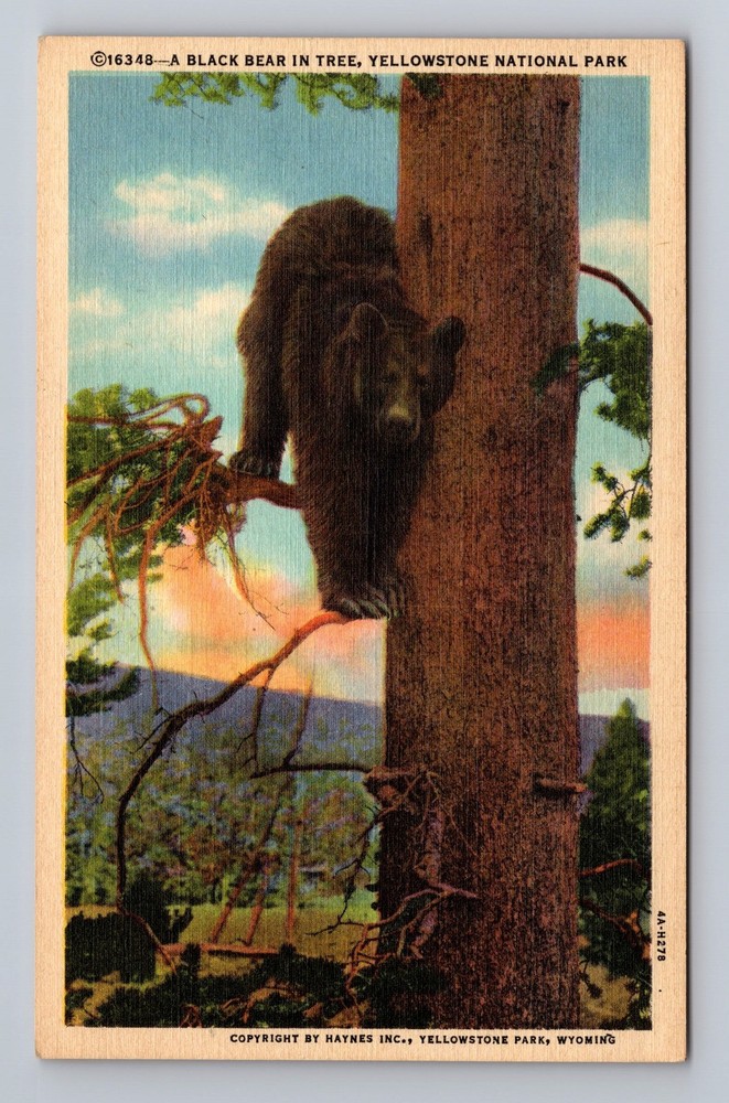 Yellowstone National Park Black Bear In Tree Vintage Postcard Standard Souvenir