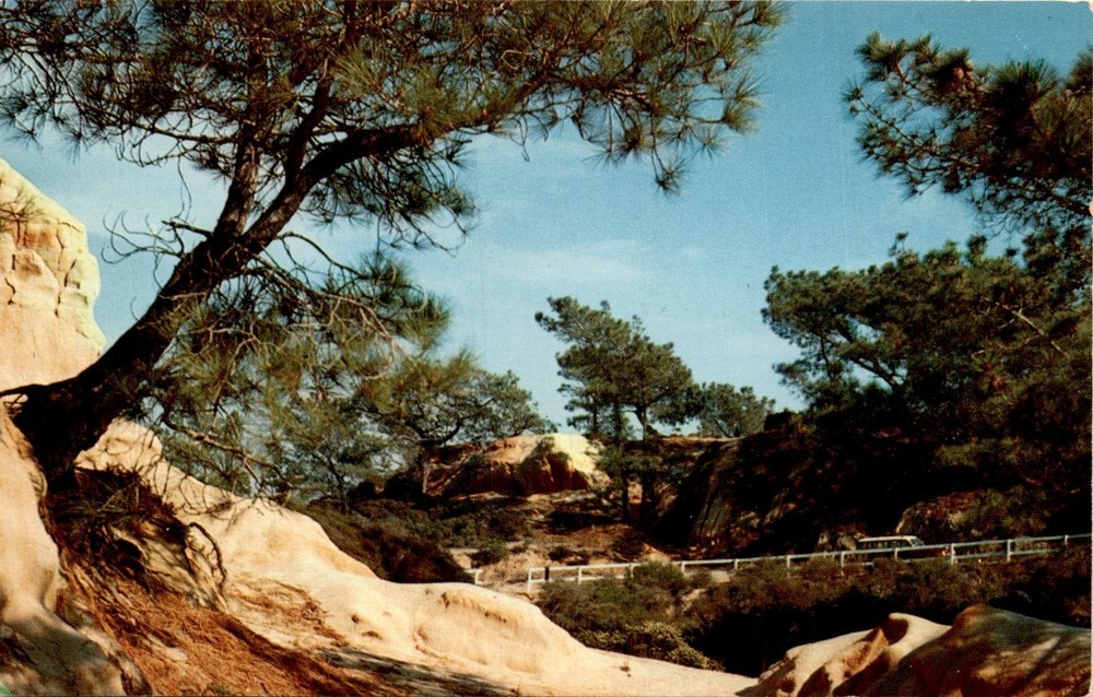 Torrey Pines, La Jolla, California, Santa Rosa Island, Santa Barbara, Postcard