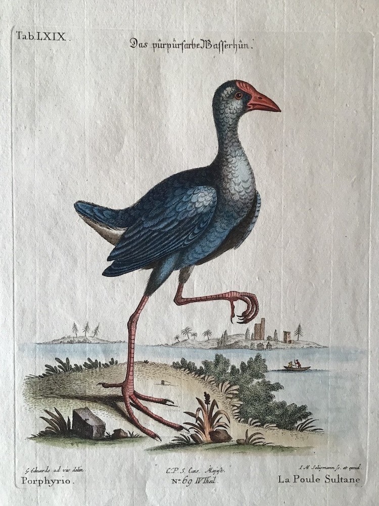 Antique hand-colored bird print of a Swamphen by George Edwards