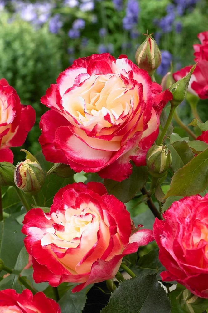 SUPER RARE Double Delight Rose - 3 unrooted cuttings for rooting or grafting