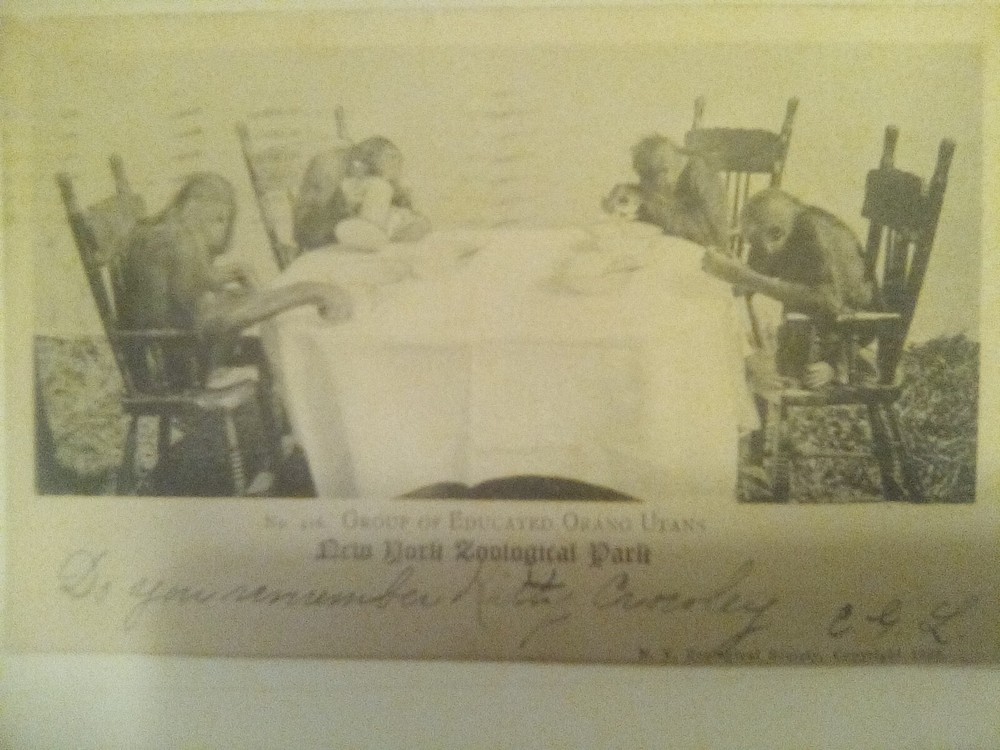 1902 Group of Educated Orangs Dining New York Zoological Park Postcard