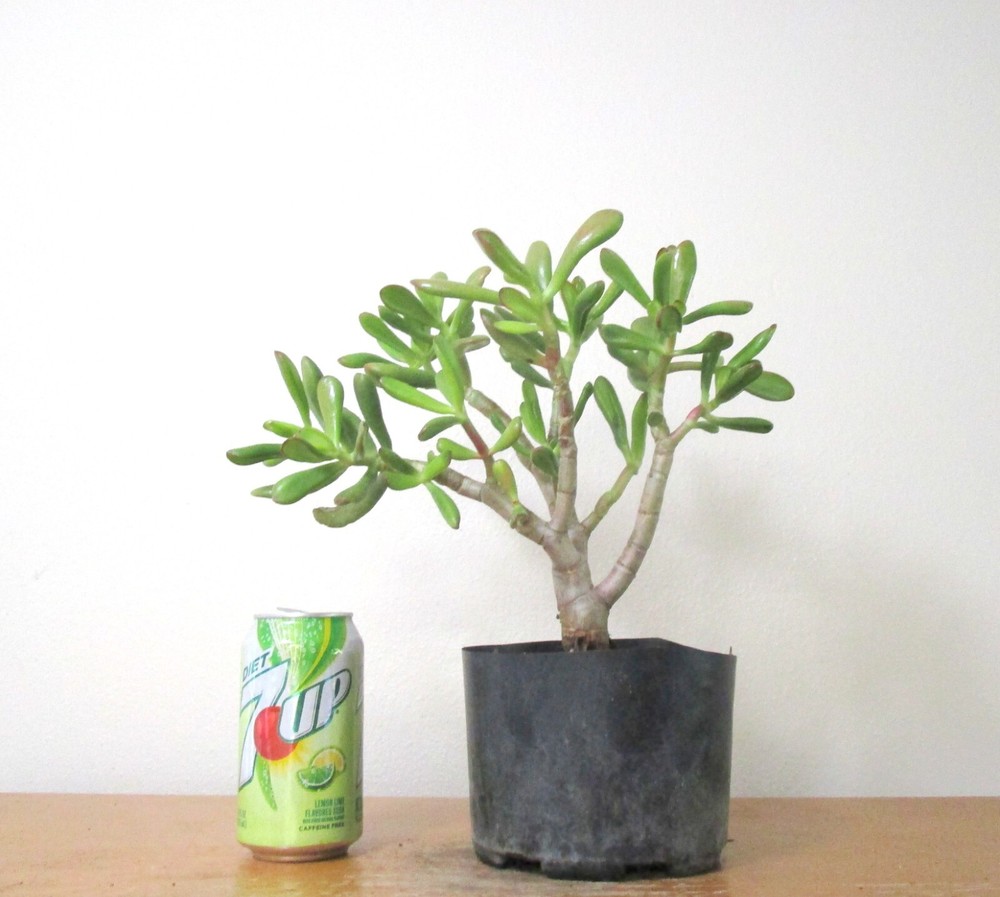 Dwarf Crassula Jade Crosby for Shohin Mame Bonsai with Thick Trunk