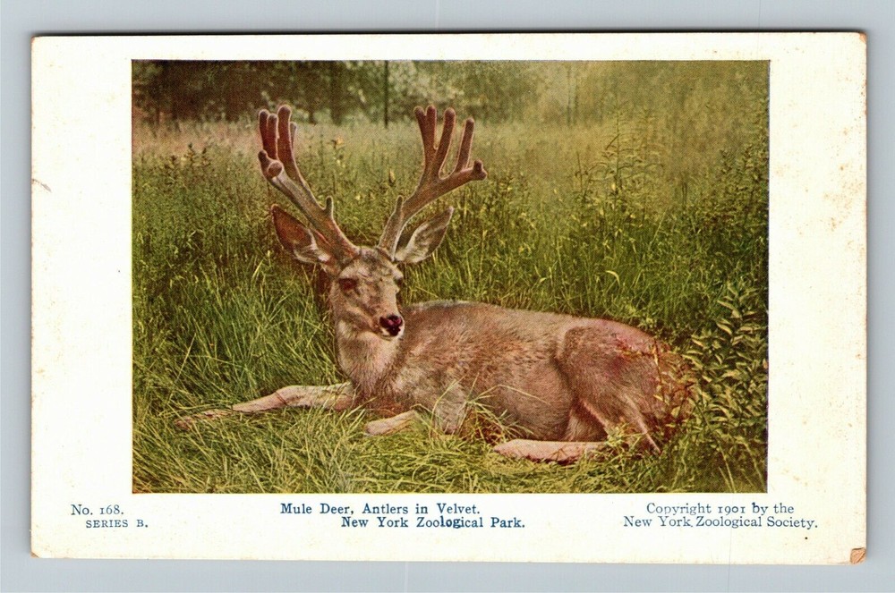 New York City NY, Zoological Park, Mule Deer, Velvet Vintage Souvenir Postcard