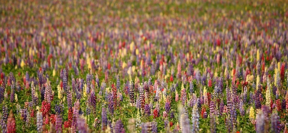 Rainbow Lupine Mix Wildflower Seeds - ST19
