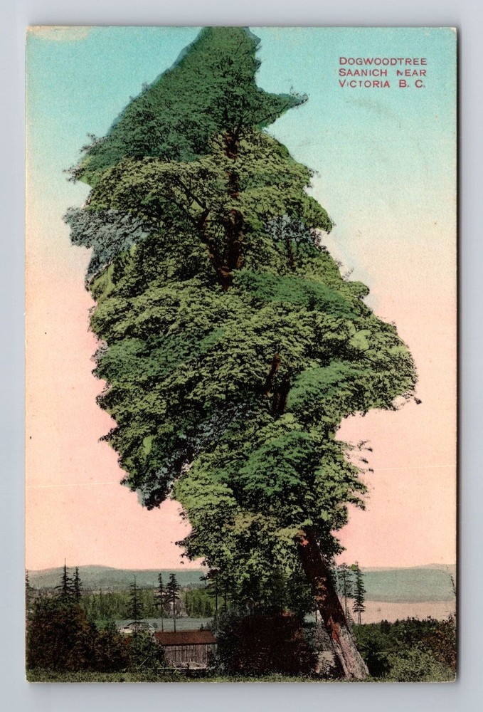 Vintage Antique Postcard of Dogwood Tree in Saanich Victoria British Columbia
