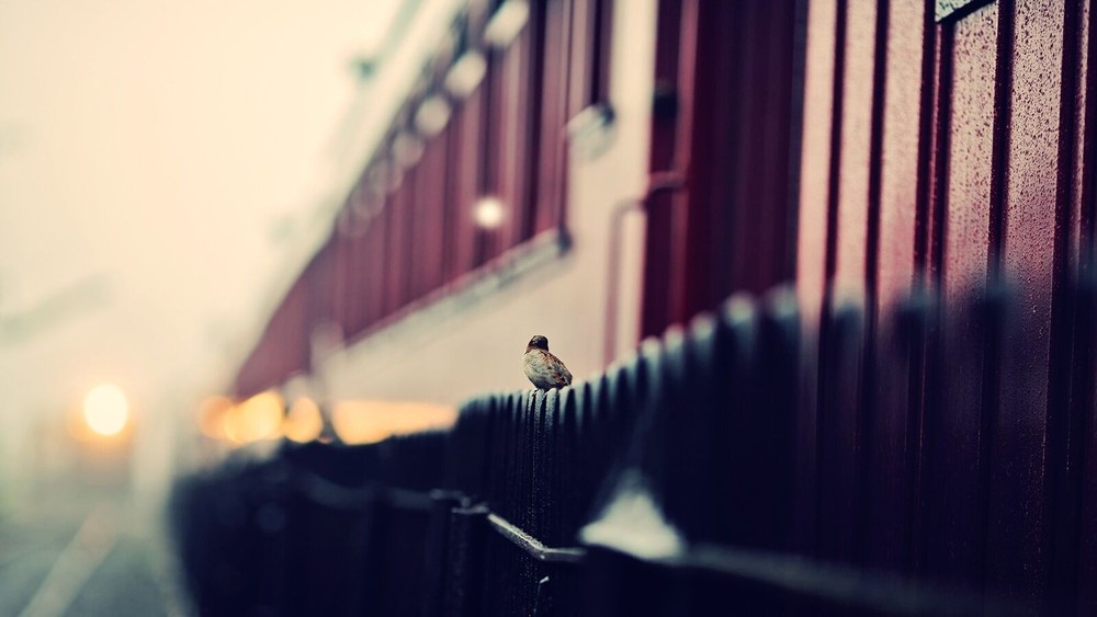 Playmat Desk Mat Anime depth of field sparrow birds bokeh Play 24x14in