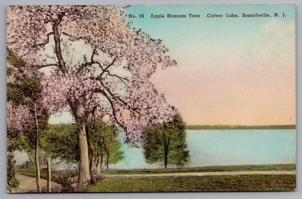 Albertype Hand Colored Postcard Apple Blossom Culver Lake Branchville NJ