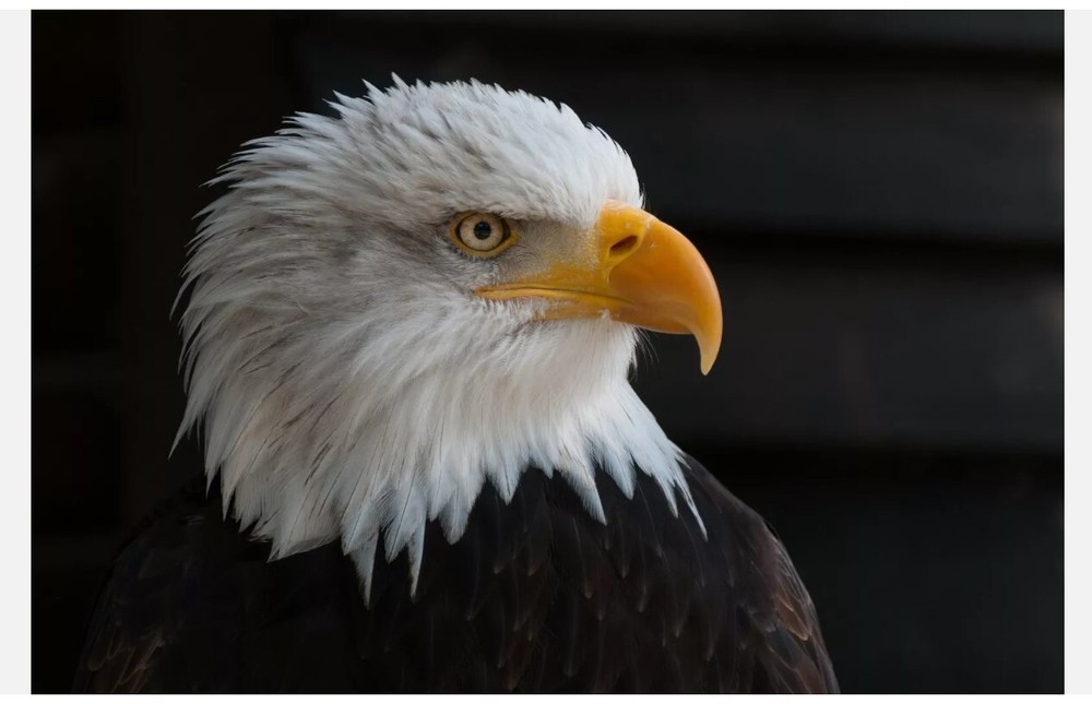 American Bald Eagle 24x36 inch rolled wall poster