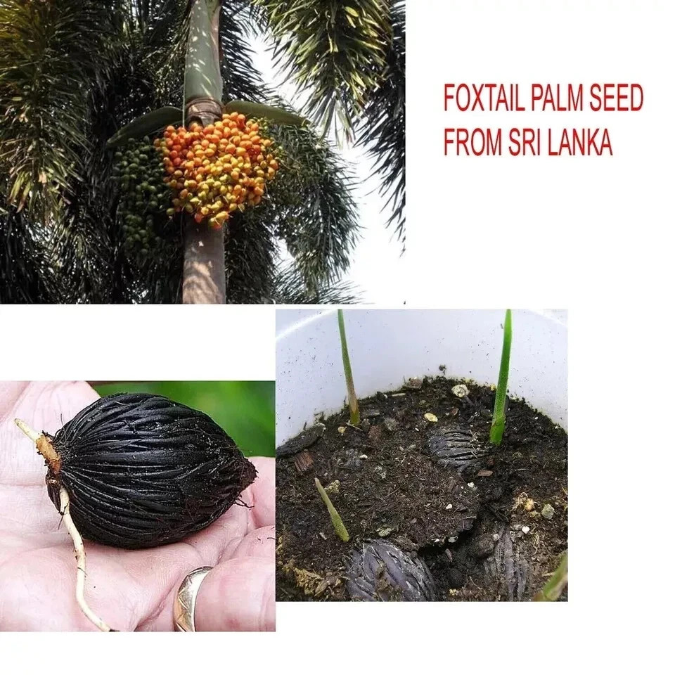 Fresh Foxtail Palm Trees - Pack of 10 for Your Garden with Free Global Shipping