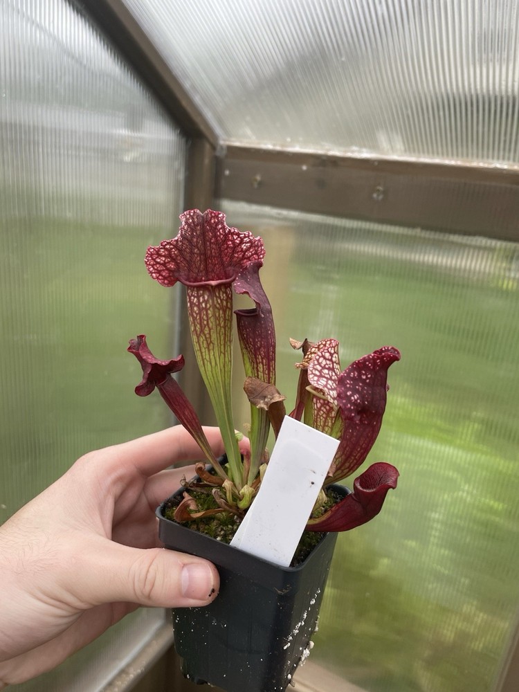Sarracenia Leucophylla X Purpurea SG