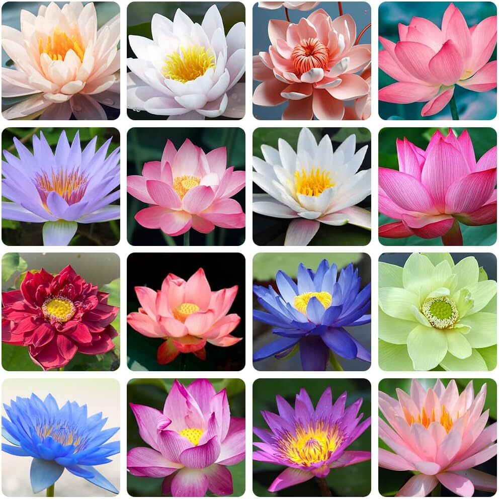 35 Pcs Bonsai Lotus Seeds for Planting Bowl Seeds, Water Lily Flower...