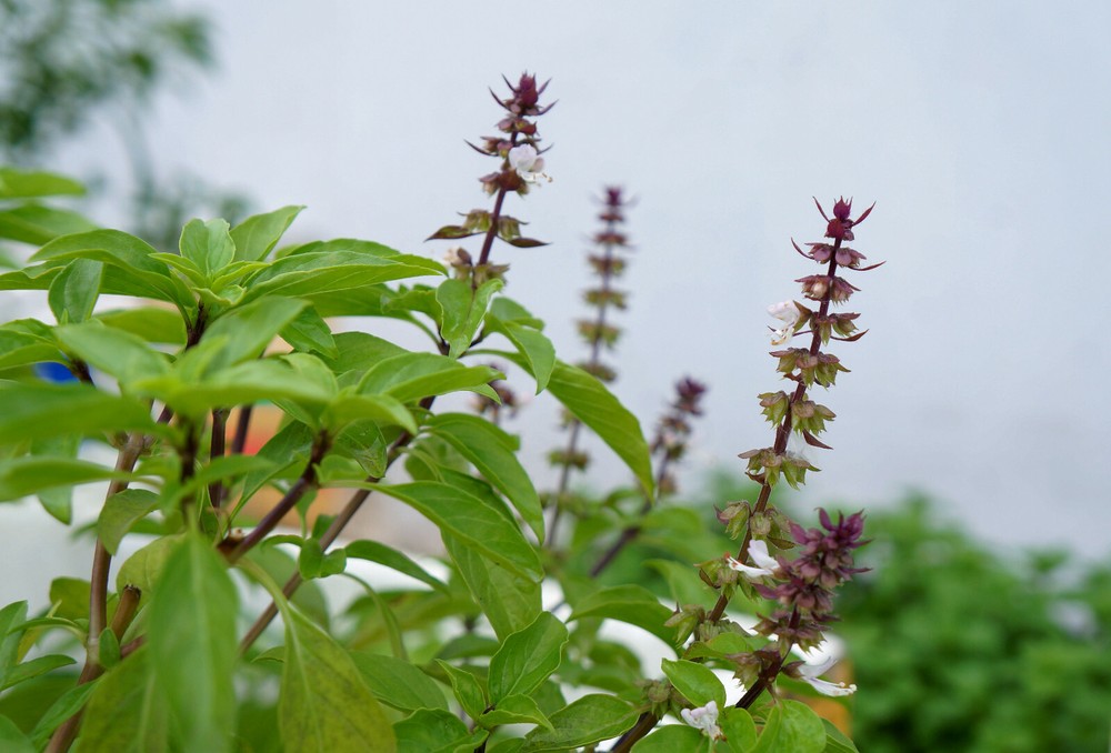 App 50 Cinnamon Basil Seeds Distinctively Aromatic Herb Market Home Gardening