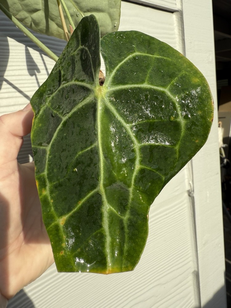 Sport Variegated Anthurium Clarinervium Live Plant