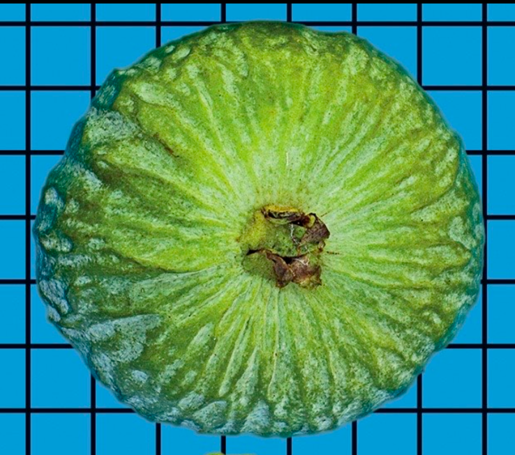 Campomanesia Hirsuta