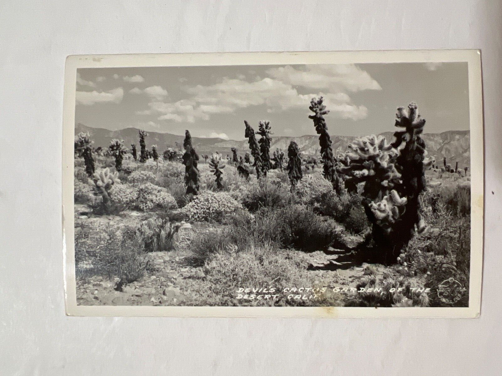 VTG RPPC Photo Postcard Devil's Cactus Garden California