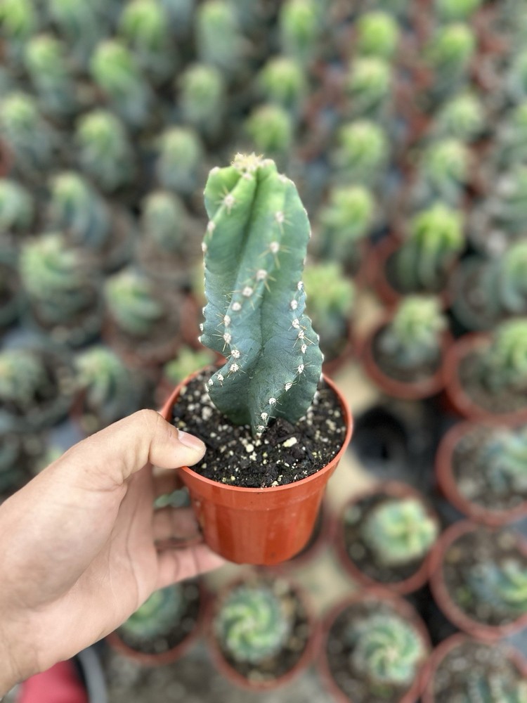 Cereus Forbesii Spiralis 4in Rooted Spiral Cactus Plant