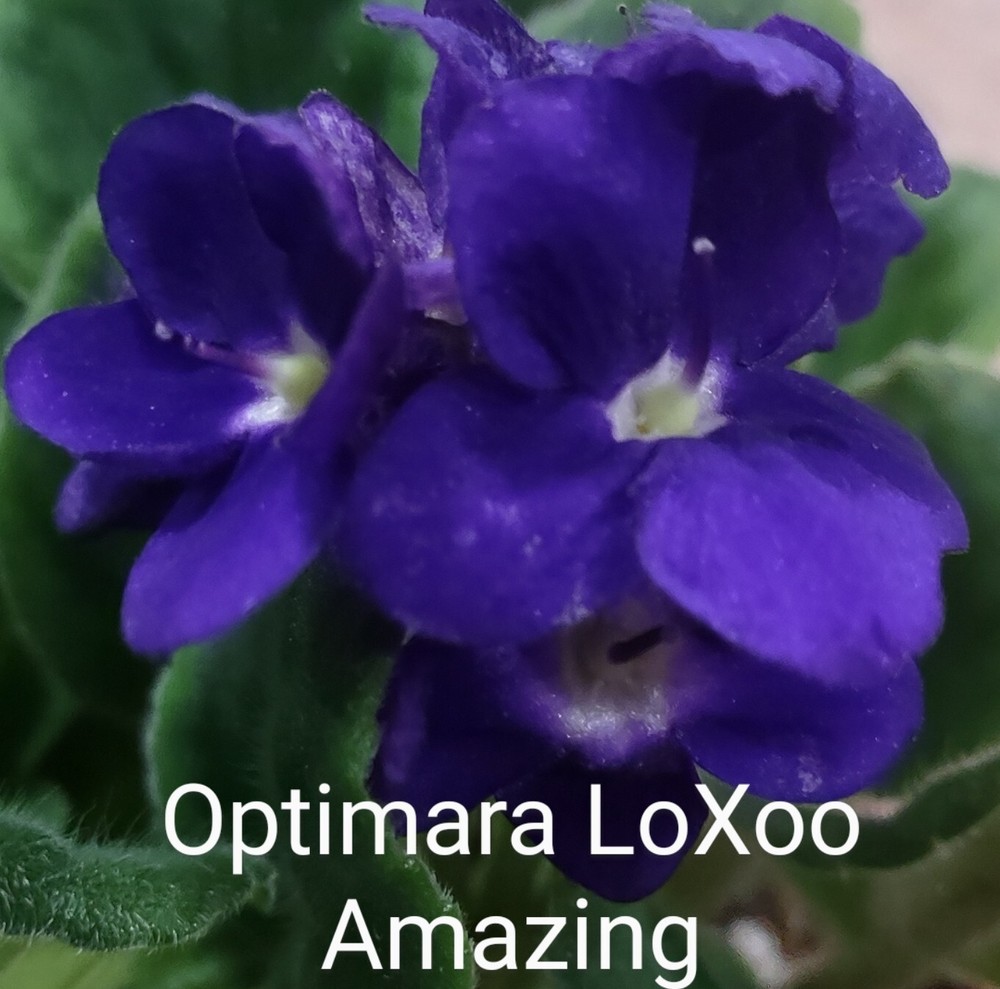 African Violet LEAF POT - OPTIMARA LoXoo AMAZING standard