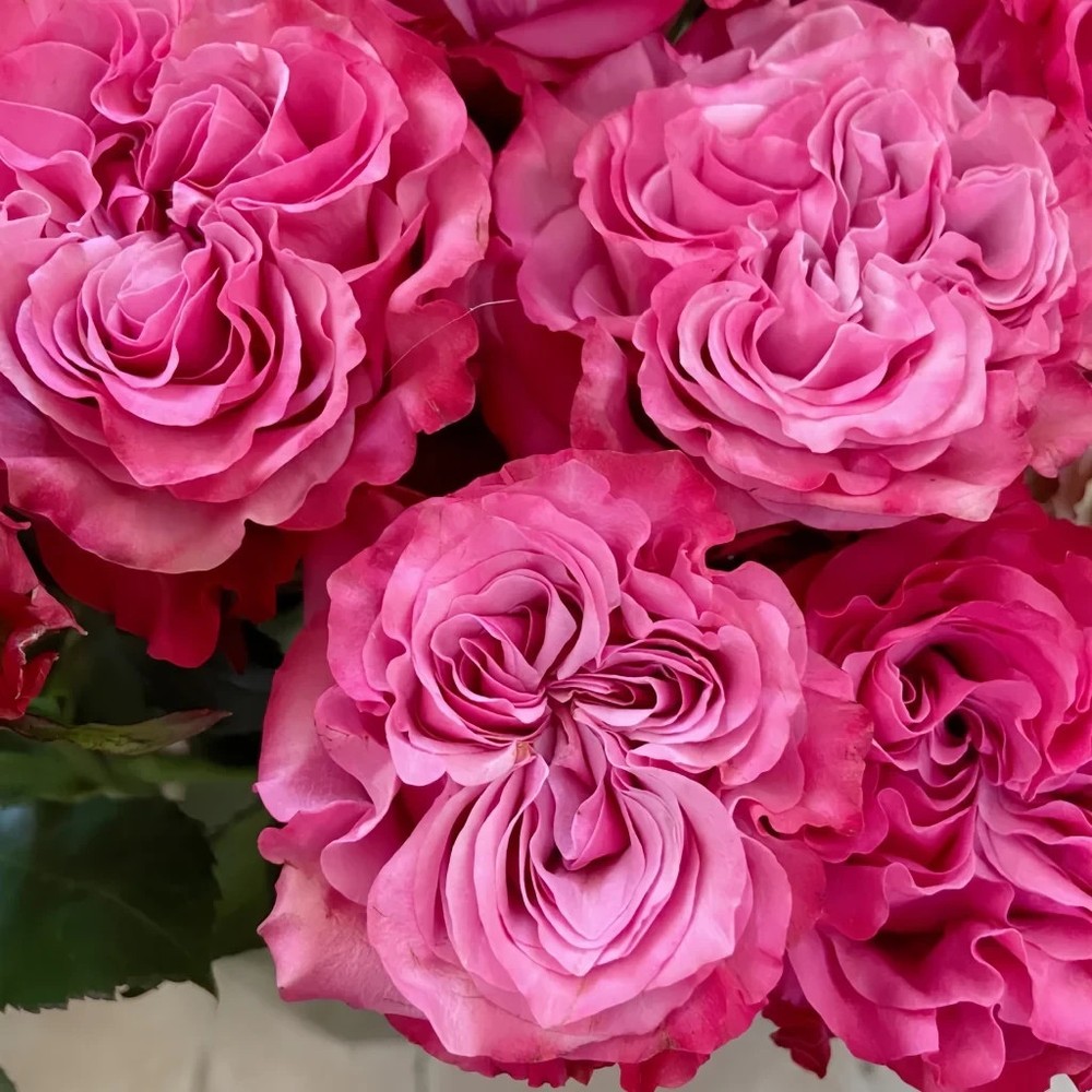 SUPER RARE Country Blues Rose -3 unrooted cuttings for rooting or grafting