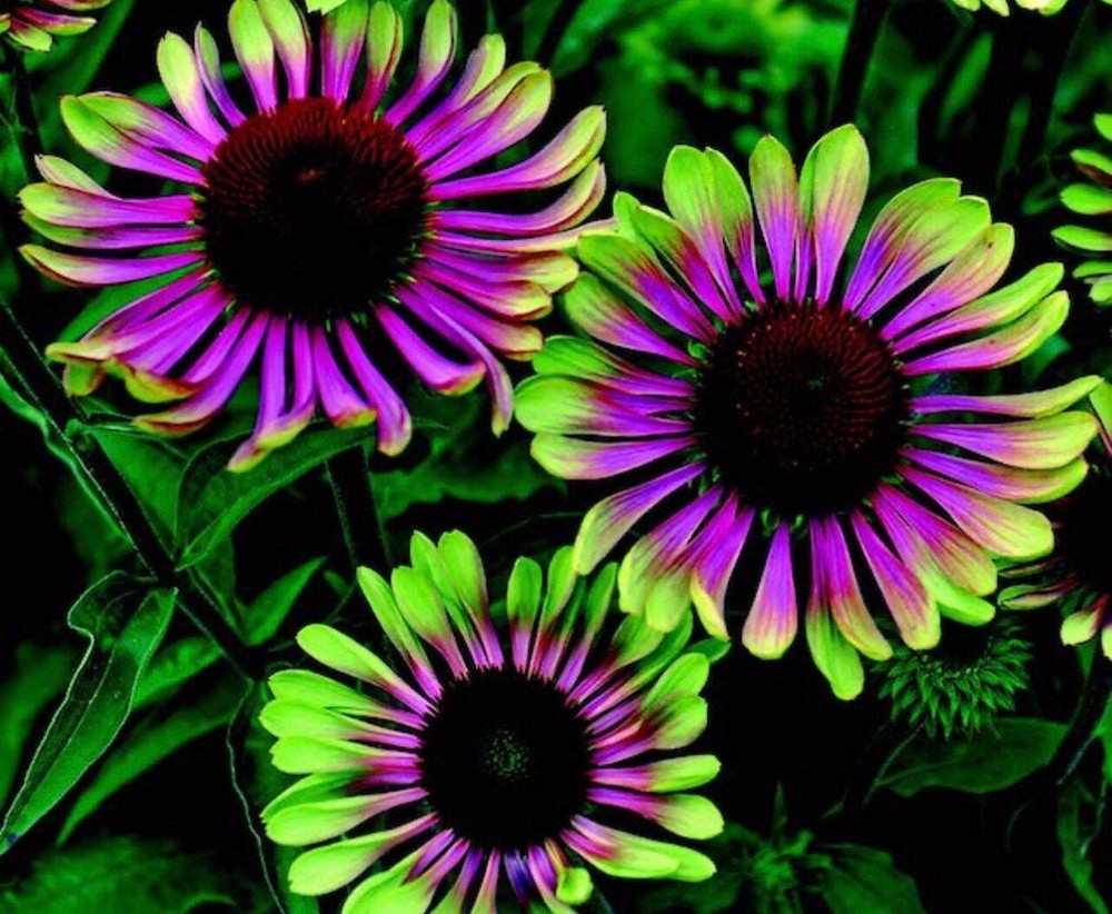 20 Green Twister Purple Cone Flowers garden flower seeds for spring summer gmo