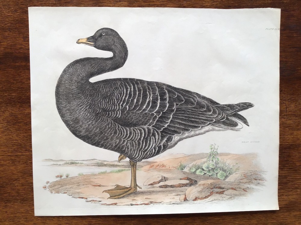 Huge antique hand-colored bird print by Selby of an adult Bean Goose