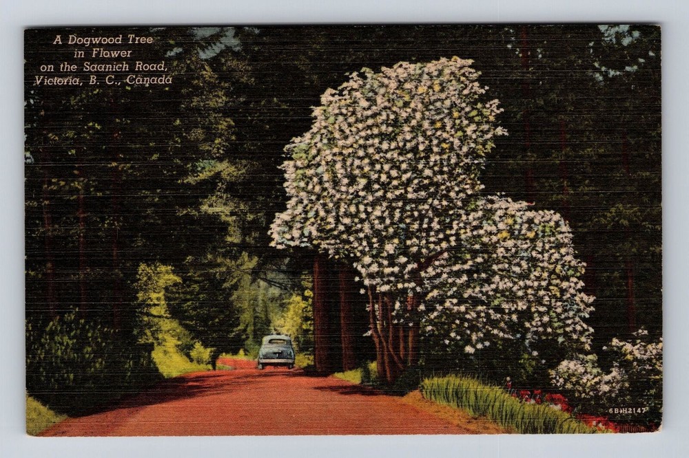 Vintage Postcard of Blooming Dogwood Tree in Victoria BC Canada