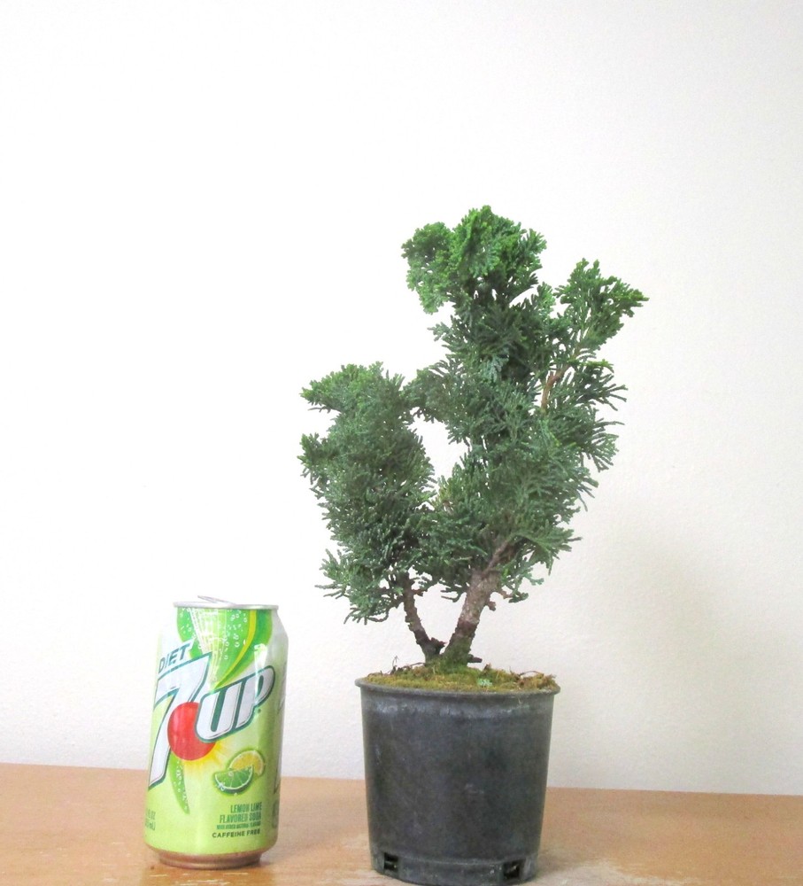 Dwarf Hinoki Cypress Mame Shohin Bonsai Twin Trunk Style