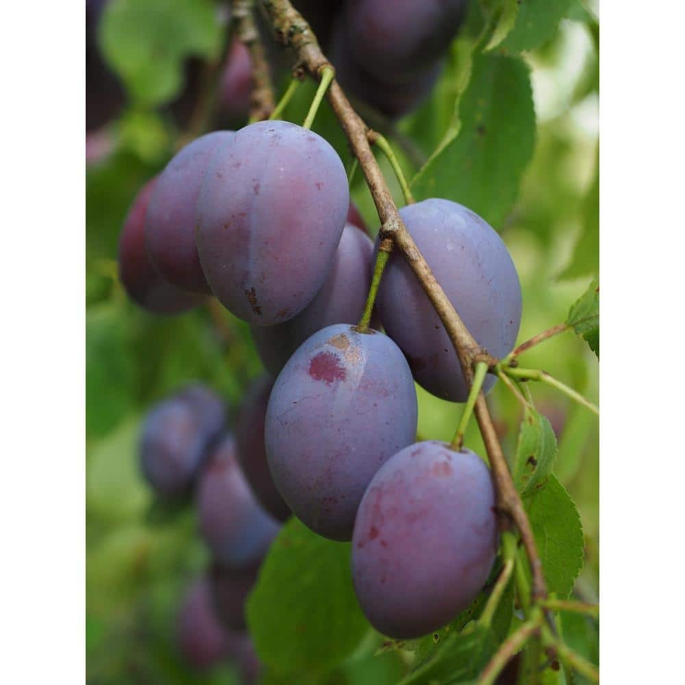 Dwarf Italian Plum Tree Bare Root