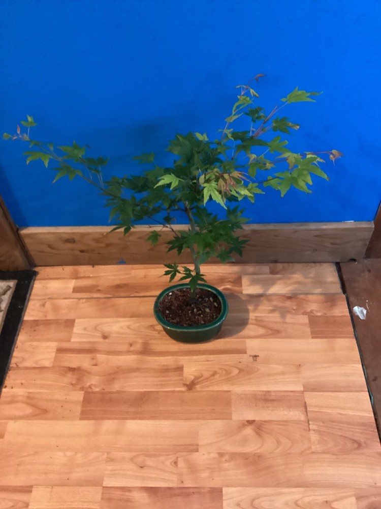 5-Year-Old Japanese Maple Acer Palmatum Bonsai Tree for Home or Garden