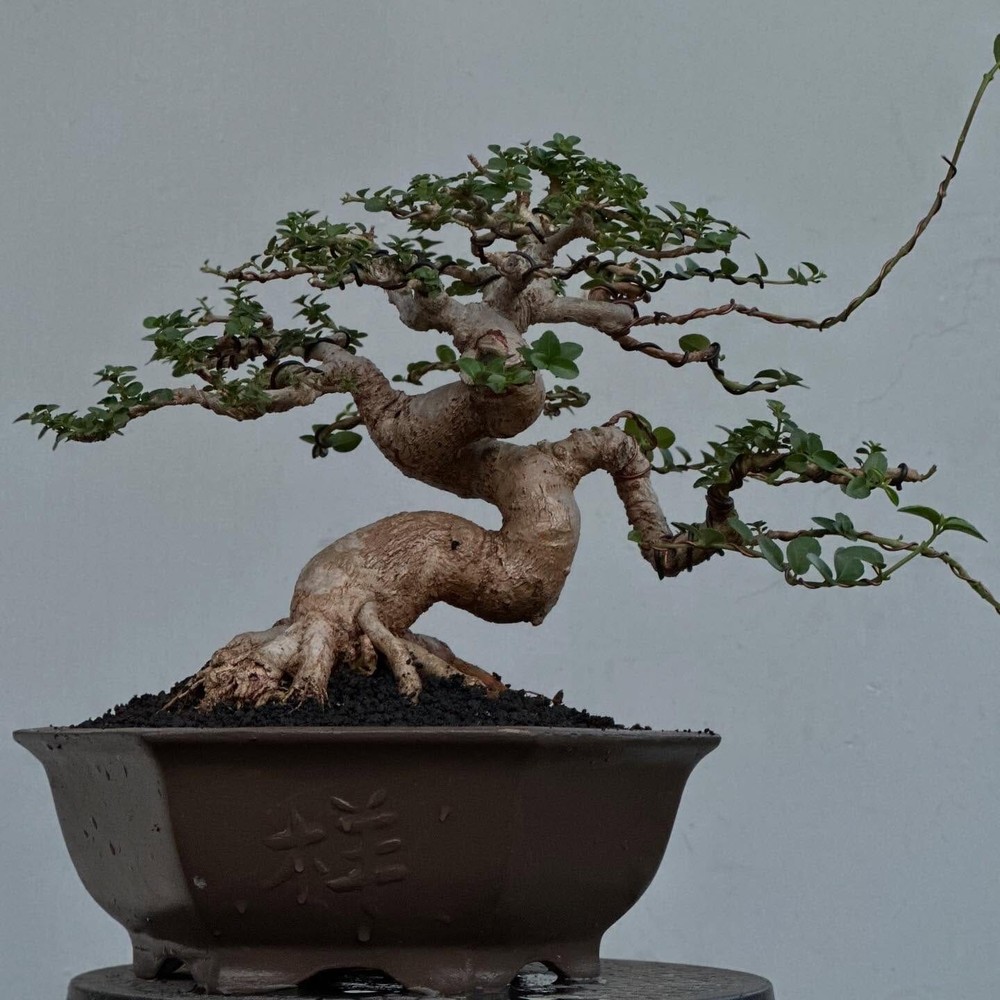 Premna Microphylla bonsai tree with extreme character and aged appearance