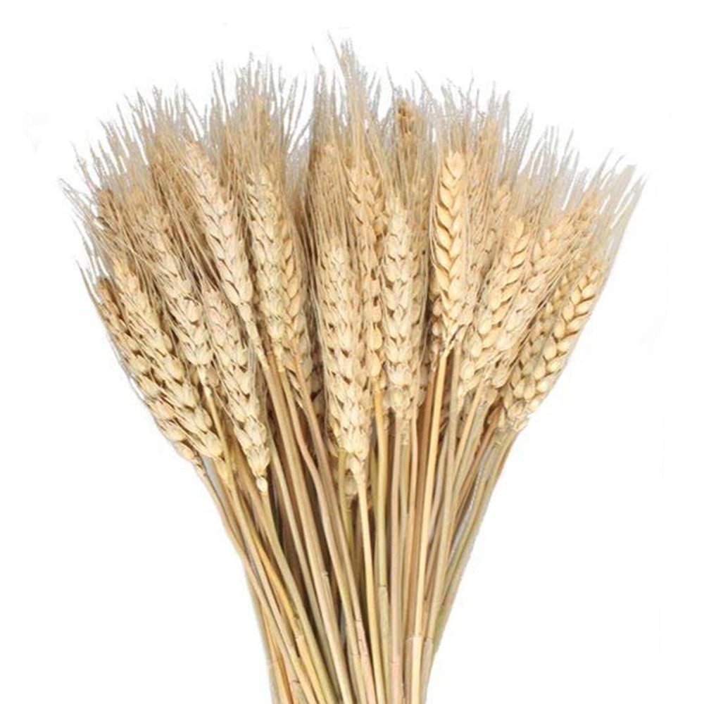 MHMJON 100 Pcs Dried Wheat Sheaves Bundle Golden Natural Wheat Bouquet Bunch ...