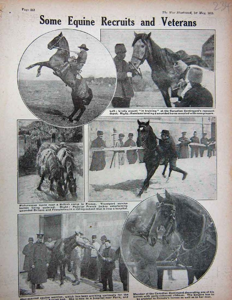 Original Old Antique Print 1915 Ww1 Horses British Camp France Canadian Siers