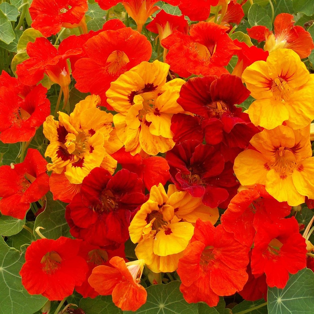 1 lb. Annual Nasturtium Climbing Vine Flower Seed Mix for Planting