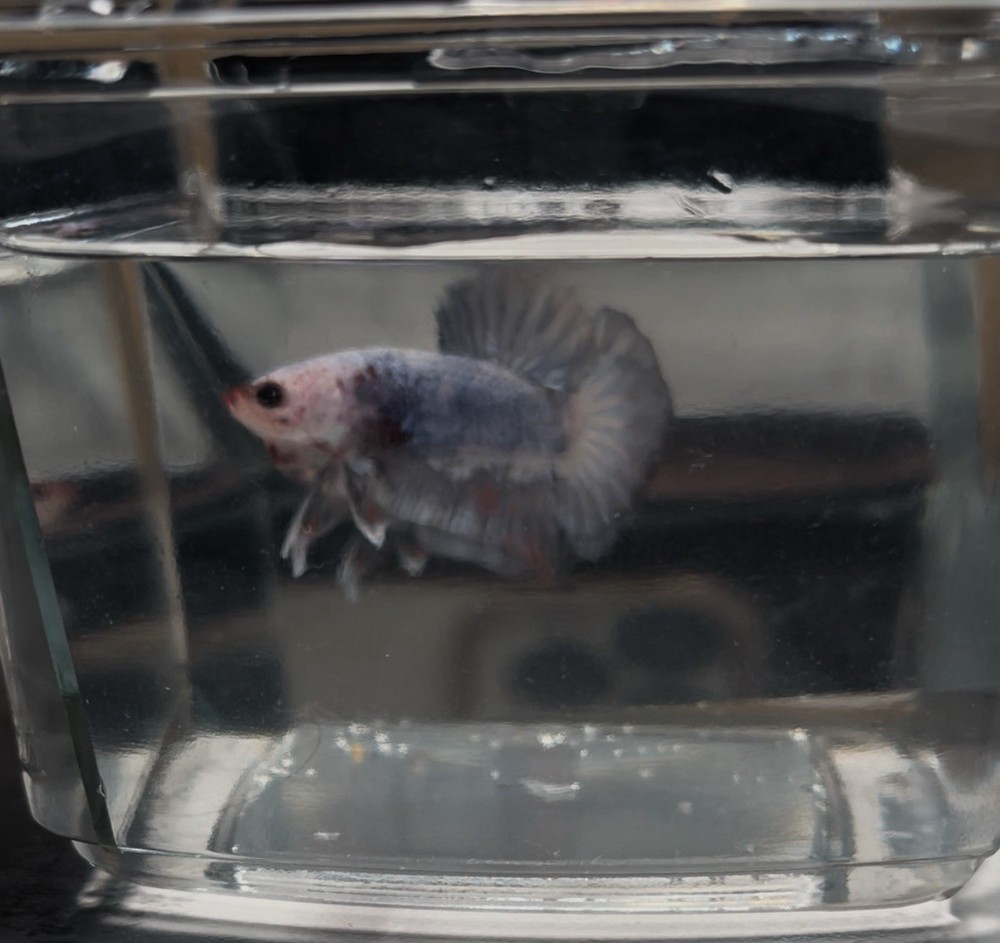 Vibrant Marble Betta Fish for Your Aquarium