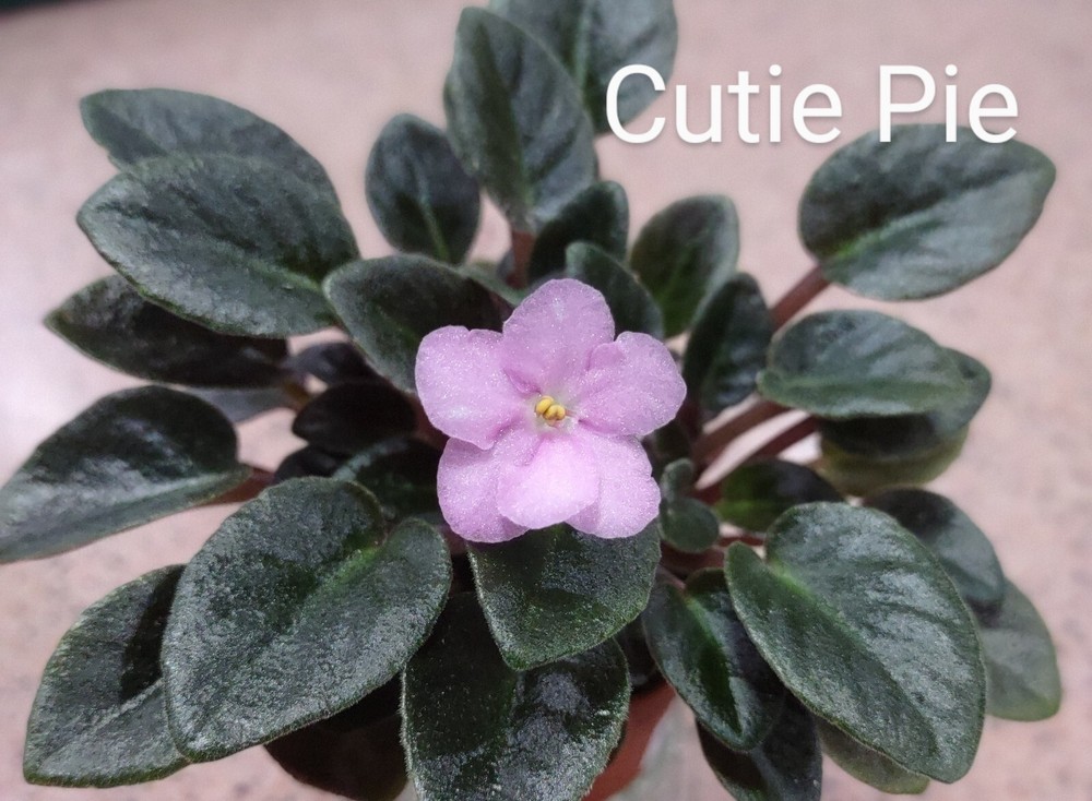 African Violet LEAF POT - CUTIE PIE miniature