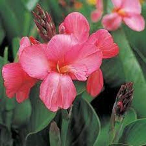 144 CANNA TROPICAL ROSE Live Plants Plugs Garden Planter AV