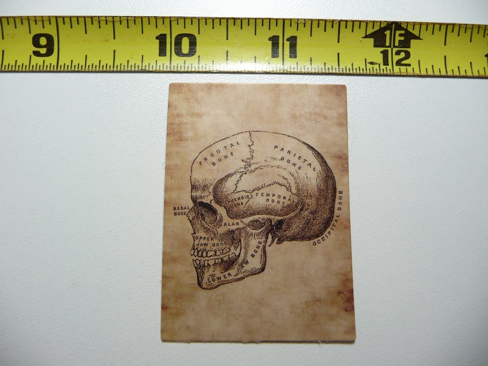 ANATOMY PHYSIOLOGY SIDE STUDY SKULL DECAL STICKER VINTAGE HUMAN ILLUSTRATION