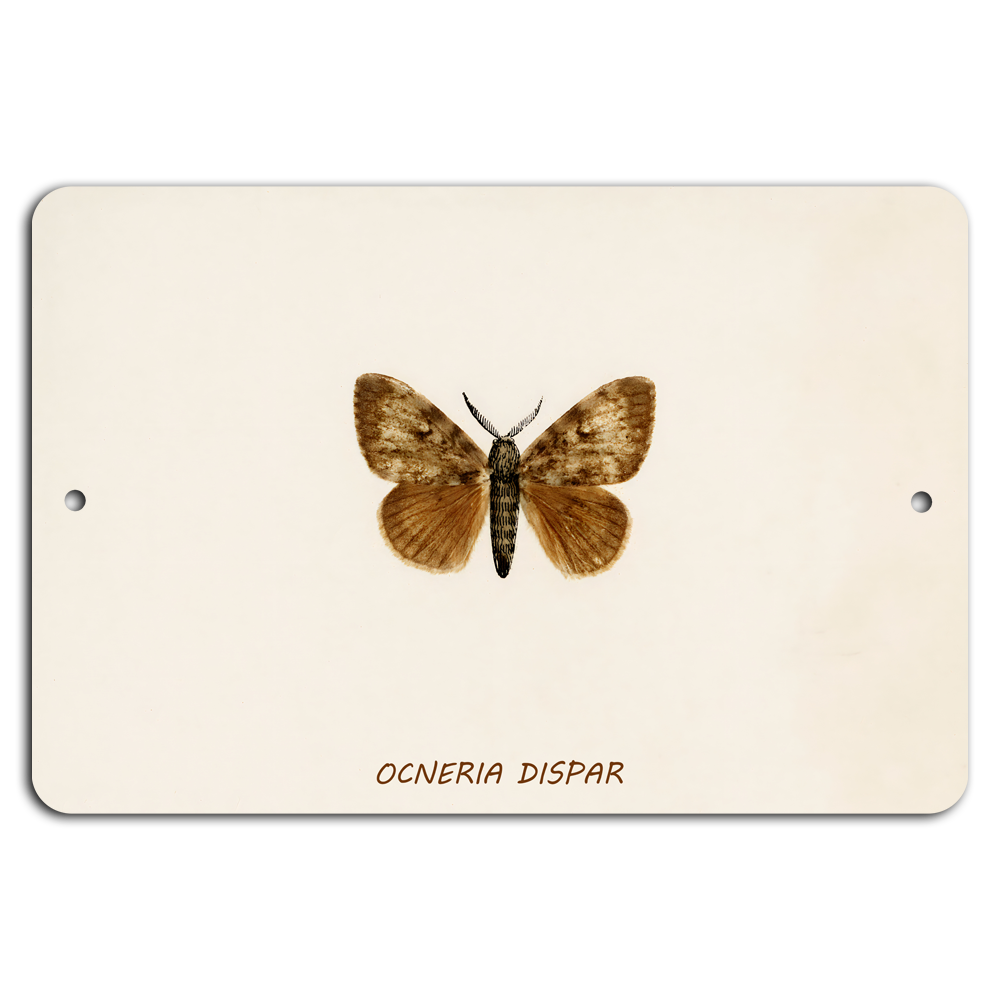 Elegant Moth Ocneria Dispar Metal Wall Sign Art Decor
